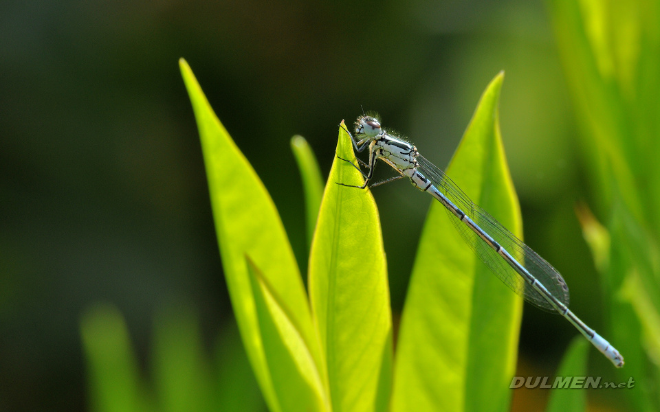 Azure Bluet (male, Coenagrion puella)